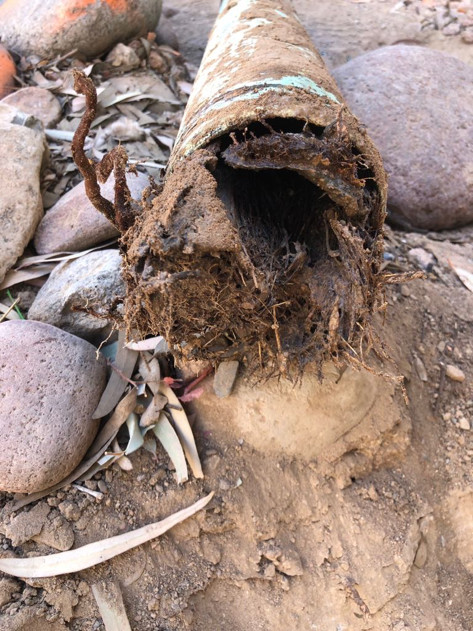 Tree Root Intrusions